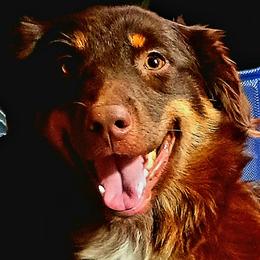 Mavis - Australian Shepherd