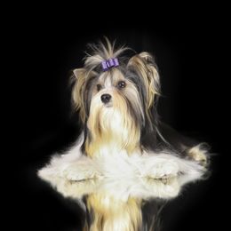 Chap - Biewer Terrier