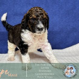Stripe - Phantom male Goldendoodle puppy in Paxville, South Carolina from Pack Street Pups