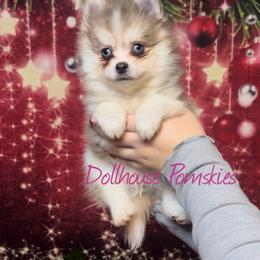 Pomsky Puppies from Dollhouse Pomskies