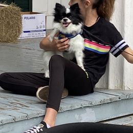 Belle - Pomeranian