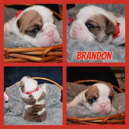 Brandon - Red and white Bulldog puppy in Lake, Mississippi from MS Magnolia Bulldogs