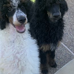 Poodle Puppies from Antigua Standard Poodles