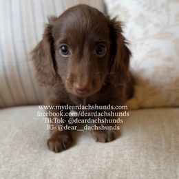 Thatcher - Chocolate male Dachshund puppy in Cape Coral, Florida from Dear Dachshunds