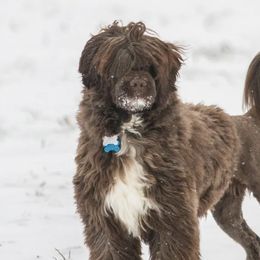 Portuguese Water Dogs from Ondakina Portuguese Water Dogs