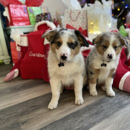 Aussiedoodle and Labradoodle Puppies from McDoodles of Texas