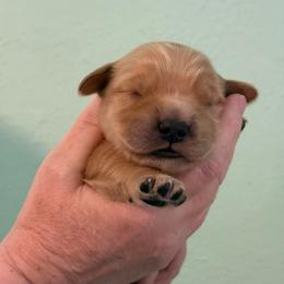 Tan - Golden male Golden Retriever puppy in Eustis, Florida from Earley Goldens