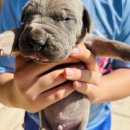 Boy 1 - Fawn male Great Dane puppy in Devine, Texas from Texas Devine Danes & Aussies
