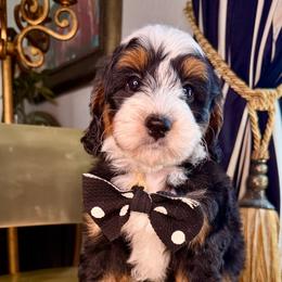 Black - Tri-color male Bernedoodle puppy in Curtice, Ohio from The Pink Doghouse