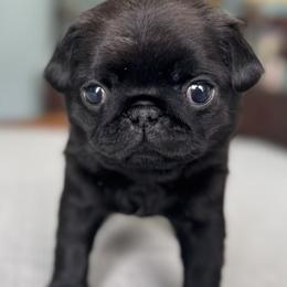 Pug Puppies from Sonya & Olly Pugs