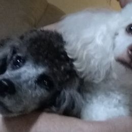 Poodles from Copell's Poodles