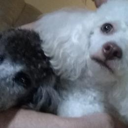 Poodles from Copell's Poodles