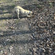 Mary (purple) - Yellow Black Mouth Cur puppy in Warsaw, Missouri from Heritage Cow Dogs