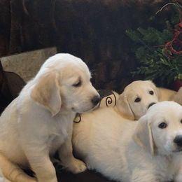 Golden Retriever Puppies from Golden Pond Retrievers