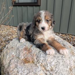 Sally - Blue merle female Bernedoodle puppy in Beach City, Ohio from Blue Cloud Doodles