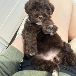 Portuguese Water Dog Puppies from Cornerstones Porties