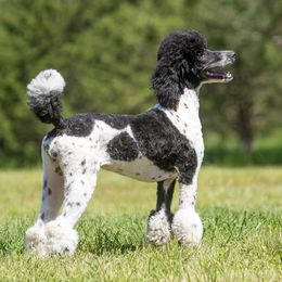 Brandy - Poodle