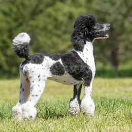 Brandy - Poodle