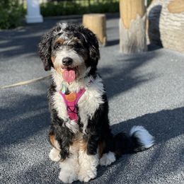 Raya - Bernedoodle