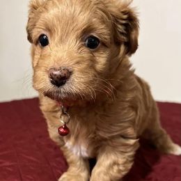 Assorted Doodle Crosses Puppies from Cotton Rose Kennels