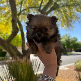 Cedar AKC Male - Orange sable male Pomeranian puppy in Las Vegas, Nevada from POM SOCIETY