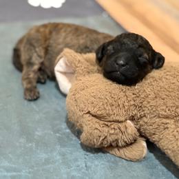 Ace - Chocolate male Goldendoodle puppy in El Dorado, Arkansas from Magnolia Mini Doodles