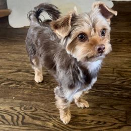 Piper - Yorkshire Terrier