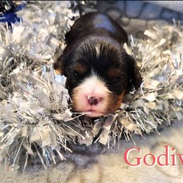 Godiva - Black and tan female Cavalier King Charles Spaniel puppy in Rockville, Maryland from Skais the Limit Cavaliers