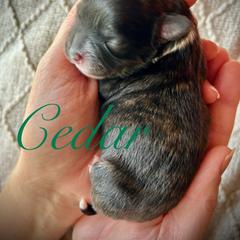 Cedar - Brown and white male Shichon puppy in Seymour, Tennessee from Mel’s Teddy Bear Puppies
