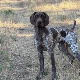 German Shorthaired Pointers from Holding Hands Farm