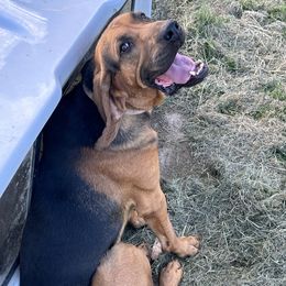 Moose - Bloodhound
