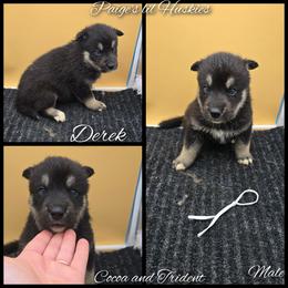Derek - Black tan and white male Siberian Husky puppy in Bloomfield, Indiana from Paiges lil huskies