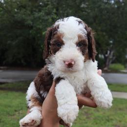 Everest (Green Collar) - Tri-color female Bernedoodle puppy in Palmetto Bay, Florida from SOMIDOODLES