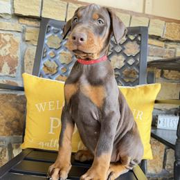 Mia - Red and rust female Doberman Pinscher puppy in Boyd, Texas from Team Feem Breeders