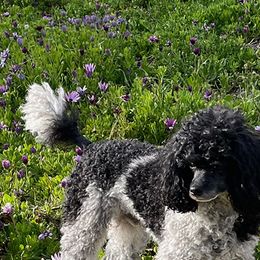 Mooki - Poodle