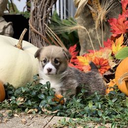 Pembroke Welsh Corgi Puppies from A&A’s Adorable Corgis