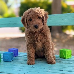 Goldendoodle Puppies from Ruby's Doodle Doos