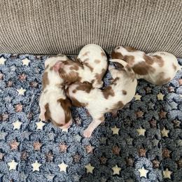 TBA - Blenheim female Cavalier King Charles Spaniel puppy in Pearl River, New York from Cooltomin Cavaliers