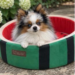 Scarpelli - Blue merle male Pomeranian puppy in Buck Valley, Pennsylvania from Buck Valley Pomeranians