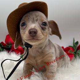 Charming Dapple - Black and white male Companion Cross puppy in Prescott, Arizona from Dachshund Family Love Breeders