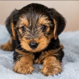 Duke - Black and tan male Yorkshire Terrier puppy in Broxton, Georgia from More Than Family
