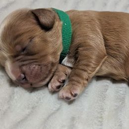 Fred - Apricot male Cavapoo puppy in Lincolnton, North Carolina from Home Sweet Home Puppies