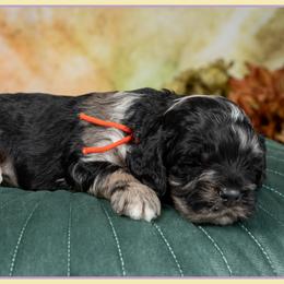 Charming - Merle male Cockapoo puppy in Connersville, Indiana from Deaz Doodle Ranch