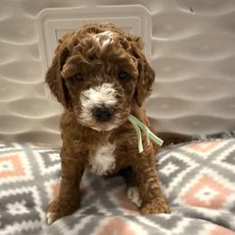 Grace - Red  female Goldendoodle puppy in Miami, Florida from Magdoodles