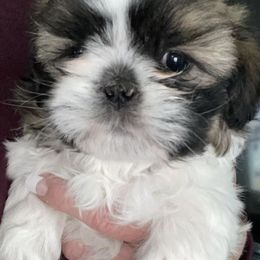 Shih Tzus from Brookes Kennel 313