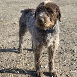 Frank - Wirehaired Pointing Griffon