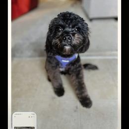 Cavapoo, Maltese, and Maltipoo All Grown Up from Carolina Canines