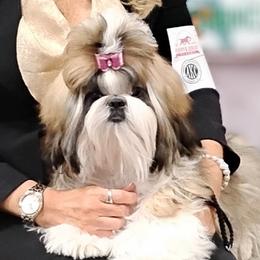 Shih Tzu All Grown Up from Devalon Shih Tzu Palm Beach