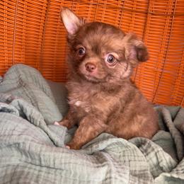 Chuck Norris Poncho Feds - Chocolate brindled fawn male Chihuahua puppy in Greenup, Kentucky from KB Chihuahuas