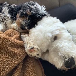 Goldendoodle Puppies from Whidbey Goldendoodles